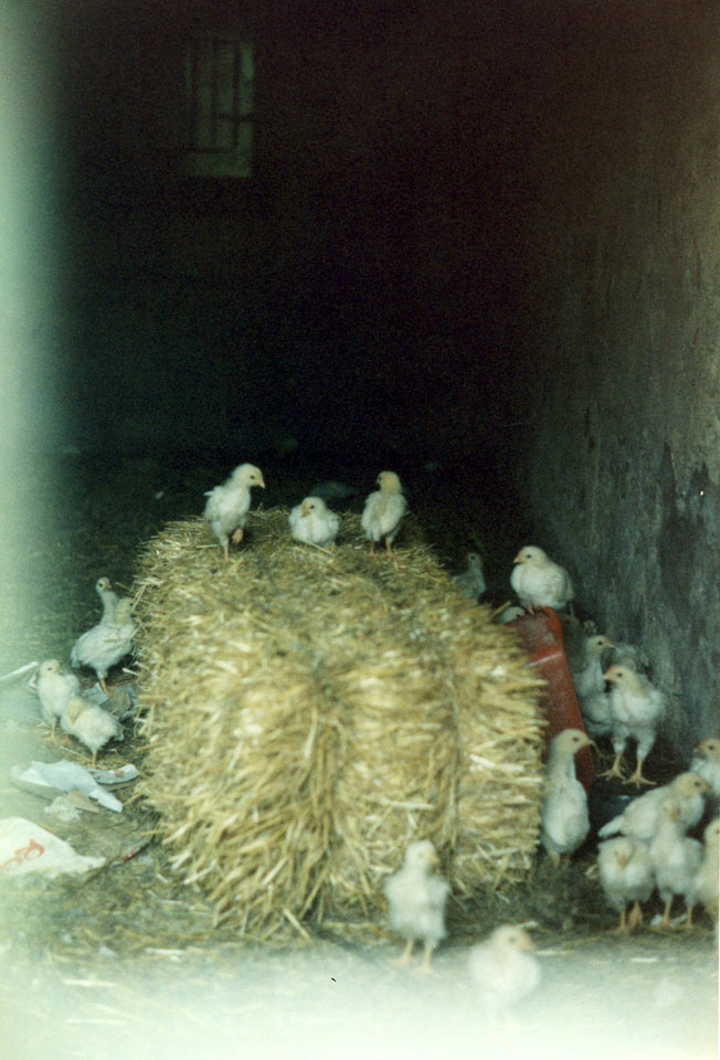 Silvina-Spravkin-Pietrasanta-Sculpture-Life